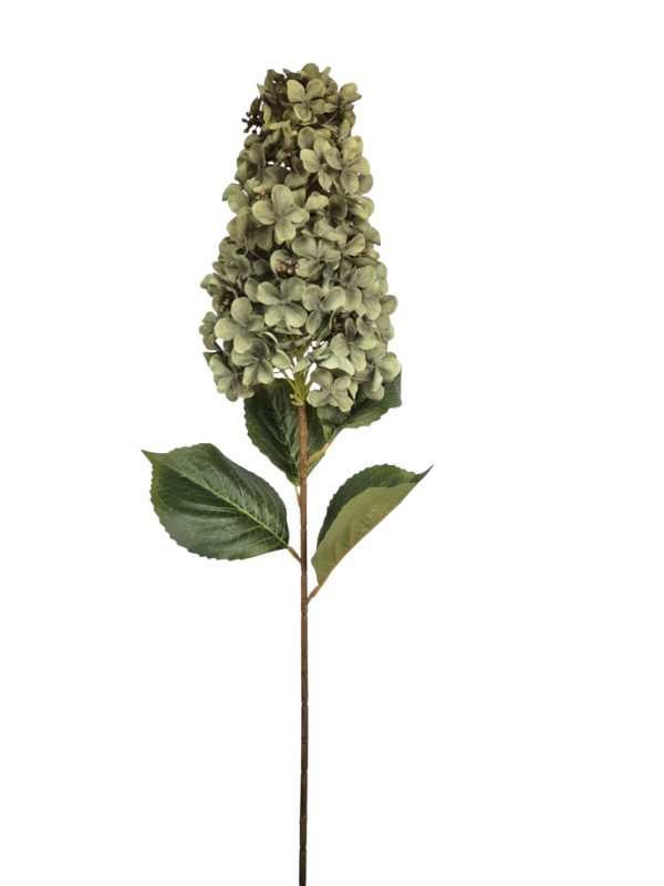 Pluimhortensia, Old Green, 82cm  (Leverbaar augstus)