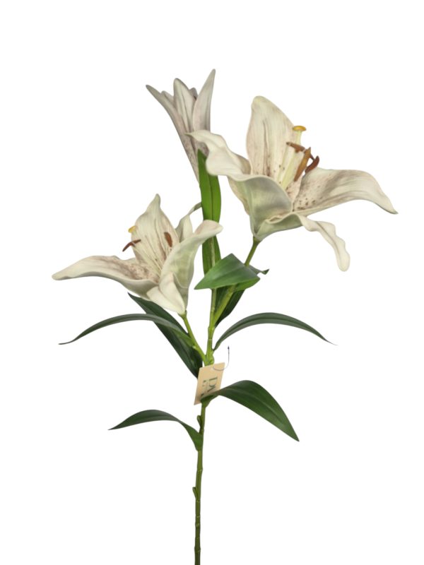 Lilly Grey cream, cream grey, 85cm (Leverbaar augstus)