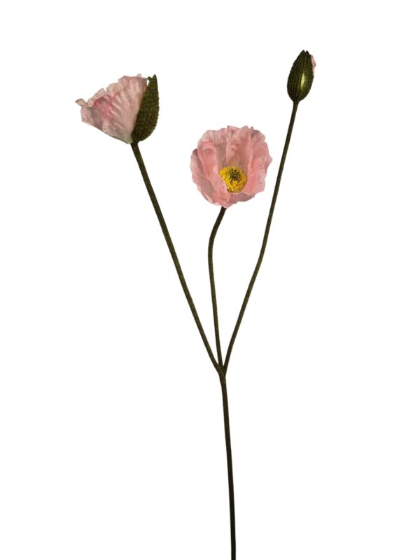 Papaver, Pink, Klaproos, 2 Head, 1 buds, 100cm