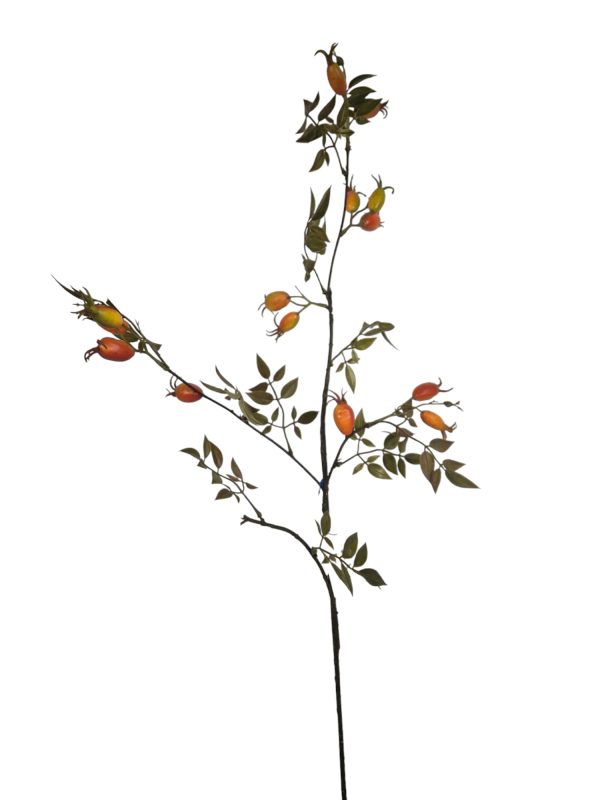 Rozenbottel orange, 94cm (Leverbaar augstus)