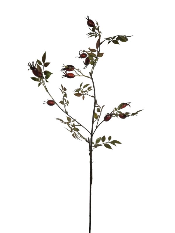 Rozenbottel burgundy, 94cm (Leverbaar augstus)
