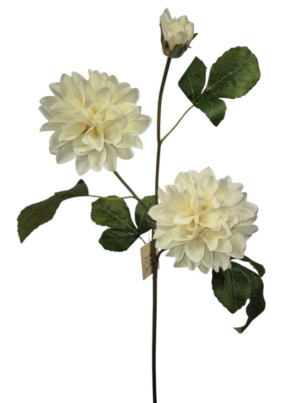 Dahlia 2 flowers, 1 buds, off white, 72cm (Leverbaar augstus)