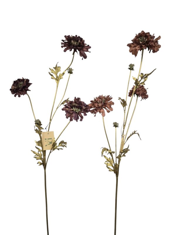 Scabiosa mix 2 colors GOLD, 78cm (Leverbaar augstus)
