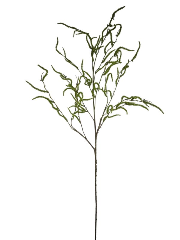 Salix, Groene wilg, Groen, 120cm