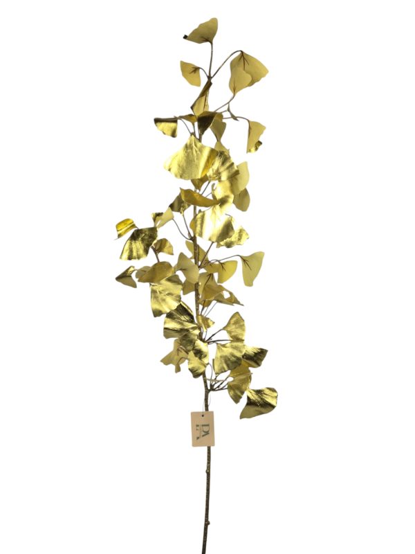 Ginko Gold, 100cm (Leverbaar augstus)