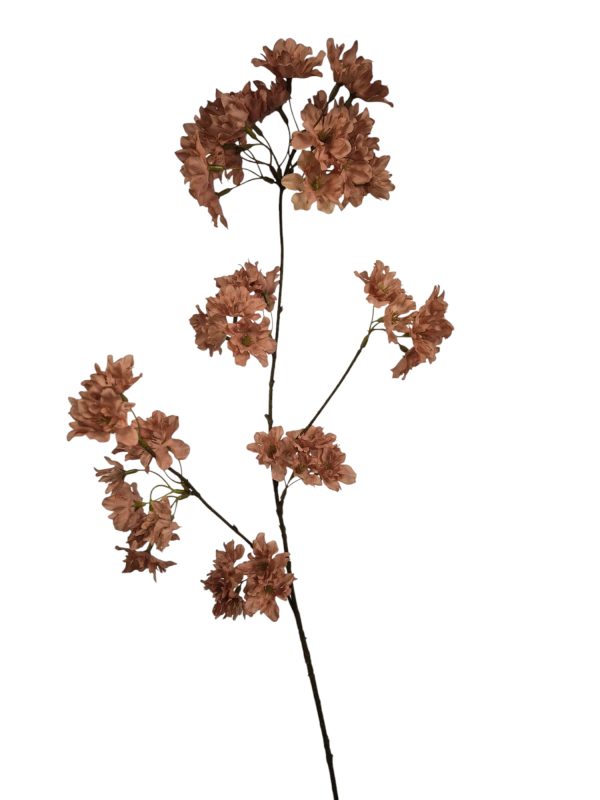Prunus Pandora, Old Pink, 85cm (Leverbaar augstus)