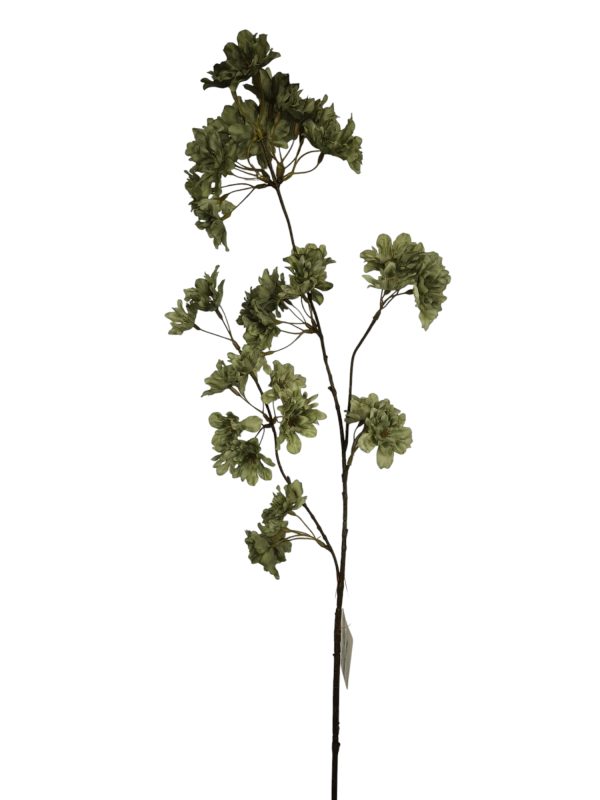 Prunus Pandora, Green, 85cm (Leverbaar augstus)