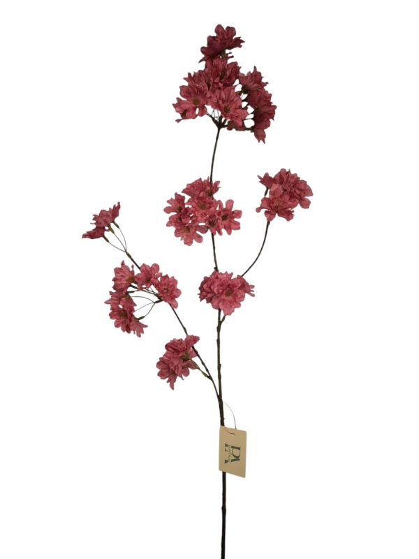 Prunus Pandora, Hot pink, 85cm (Leverbaar augstus)