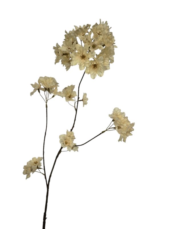 Prunus Pandora, light Salmon, 85cm (Leverbaar augstus)