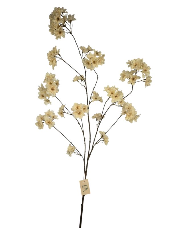 Prunus Pandora, Light salmon, 128cm (Leverbaar augstus)