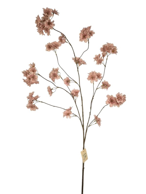 Prunus Pandora, Taupe, 128cm (Leverbaar augstus)