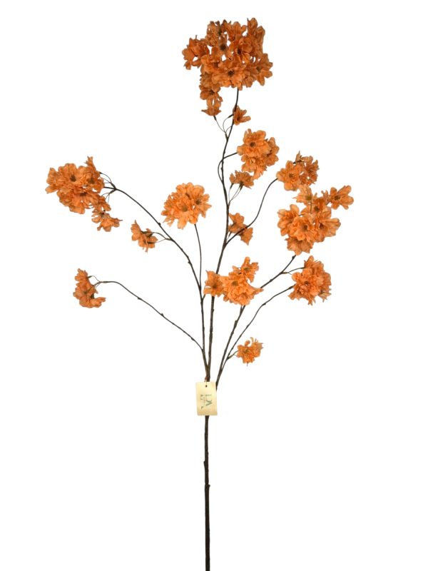 Prunus Pandora, orange, 128cm (Leverbaar augstus)