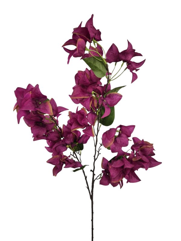 Bougainvillea, Purple, 110cm