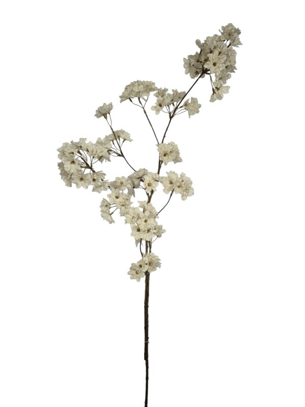 Prunus Pandora, off White, 128cm (Leverbaar augstus)