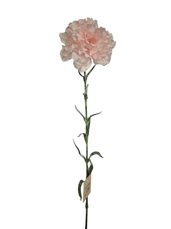 Dianthus, anjer, light pink, 68cm (Leverbaar augstus)