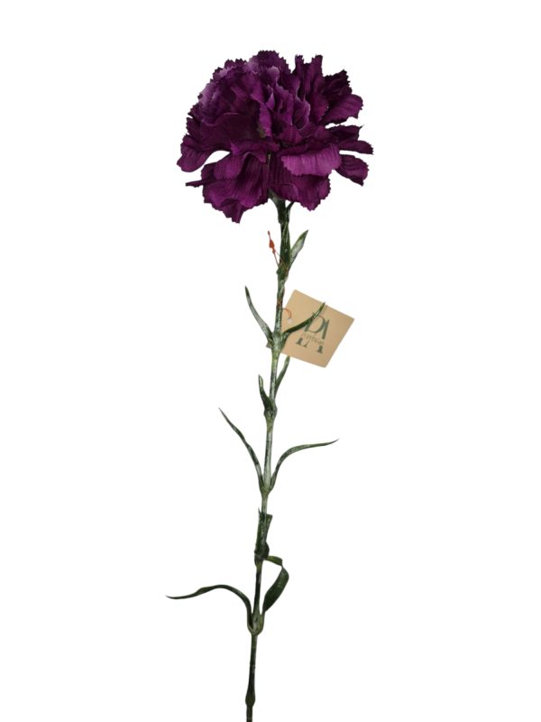 Dianthus, anjer, purple, 68cm (Leverbaar augstus)