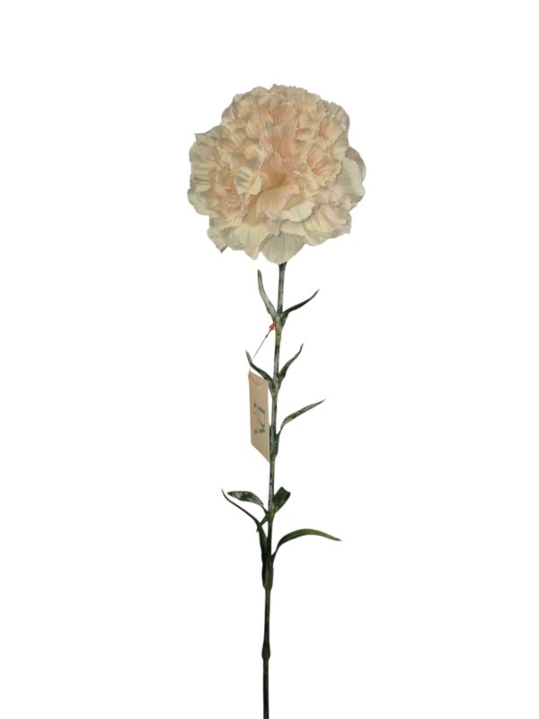 Dianthus, anjer, creme, 68cm (Leverbaar augstus)