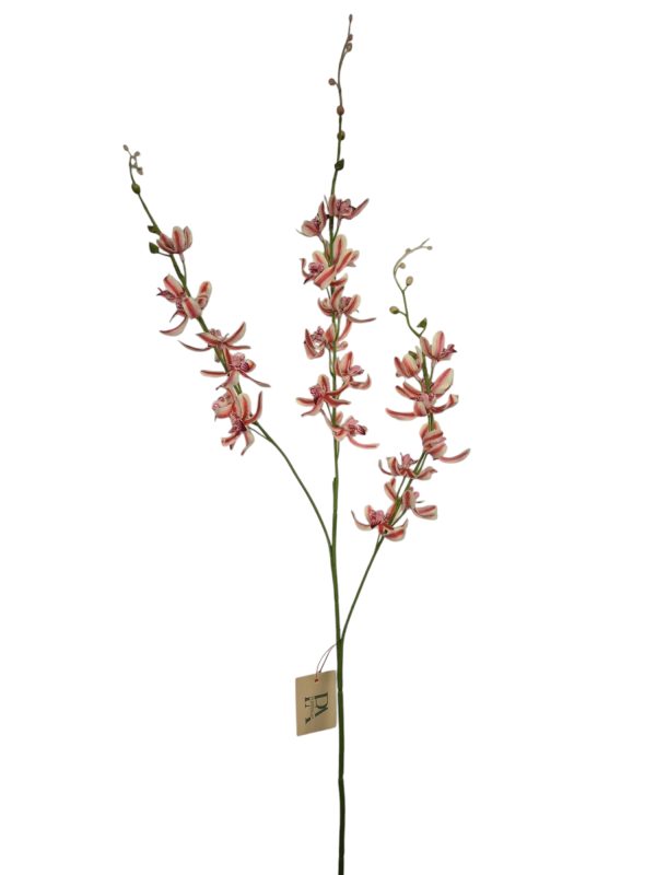 Chinese cymbidium, light pink, 95cm (Leverbaar augstus)