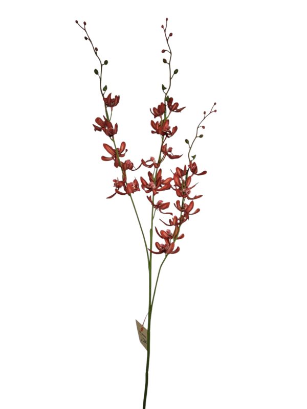 Chinese Cymbidium, Hot pink, 95cm (Leverbaar augstus)