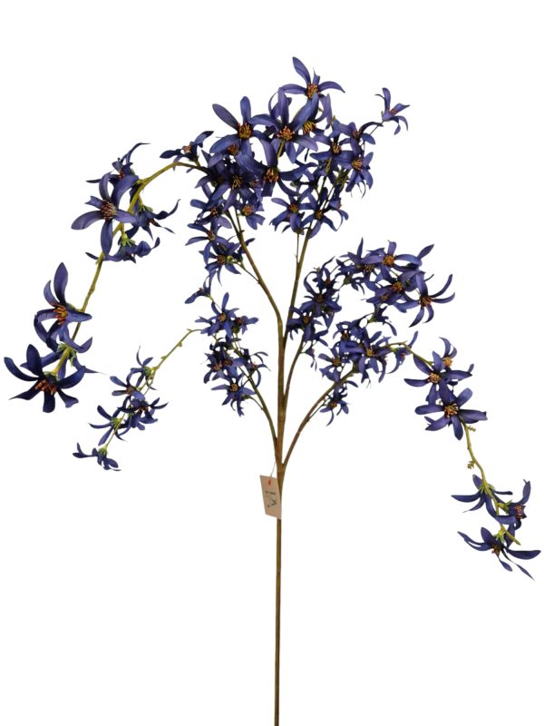 Hamamelis, purple bleu, 120cm (Leverbaar augstus)