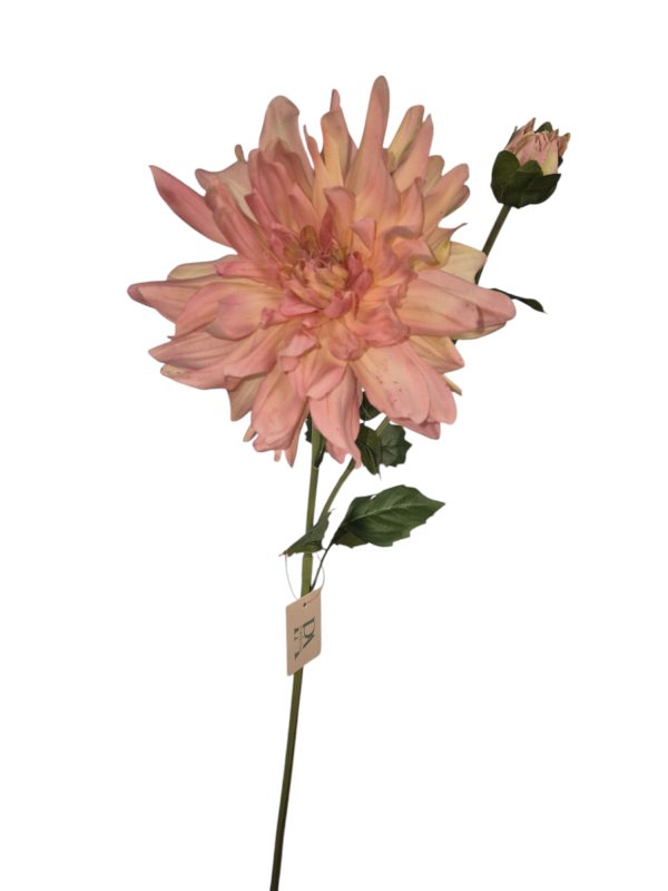 Dahlia Yarra, Peach, Real touch, 78cm (Leverbaar augstus)