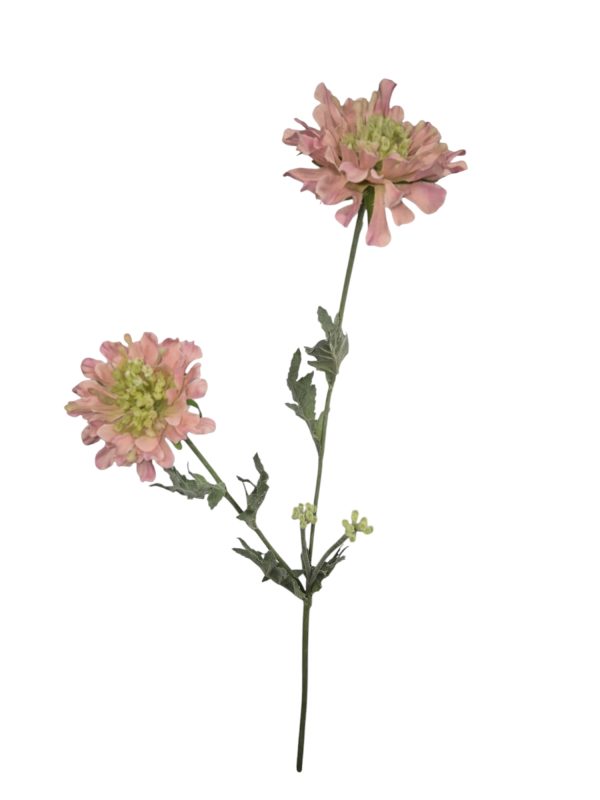 Scabiosa, Pink, Flocked, 2 Heads, 2 buds, 64cm
