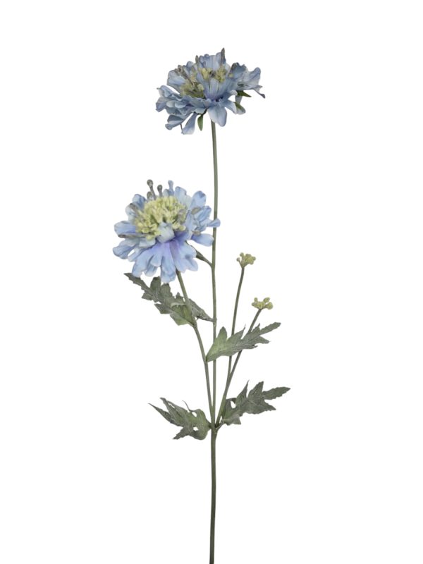 Scabiosa, Bleu, Flocked, 2 Heads, 2 buds, 64cm