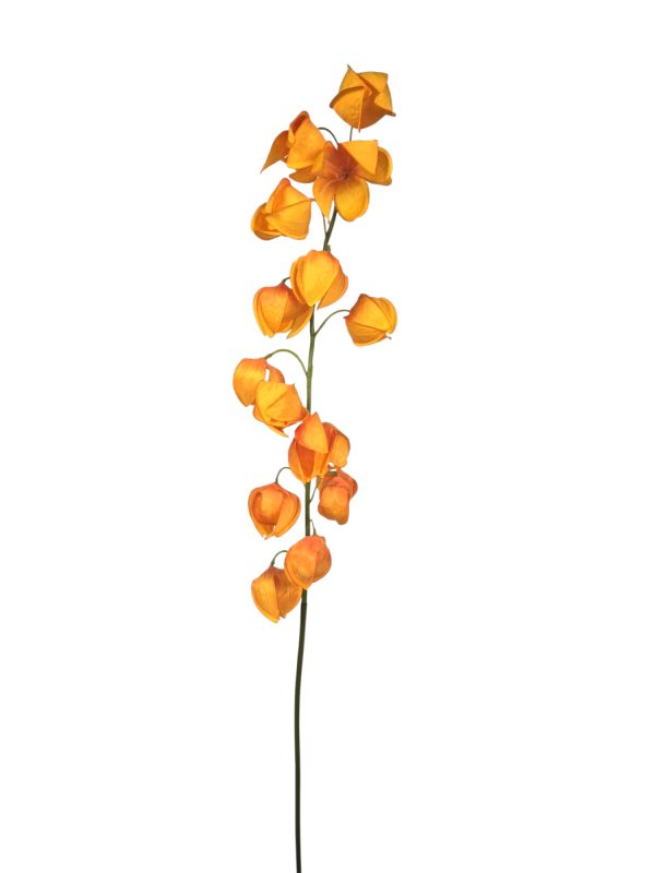 Physalis, Orange, 80cm (Leverbaar augstus)