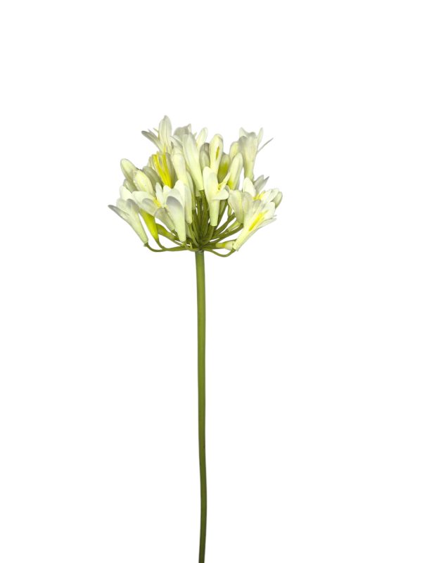 Agapanthus, White, 68cm. (Leverbaar augstus)