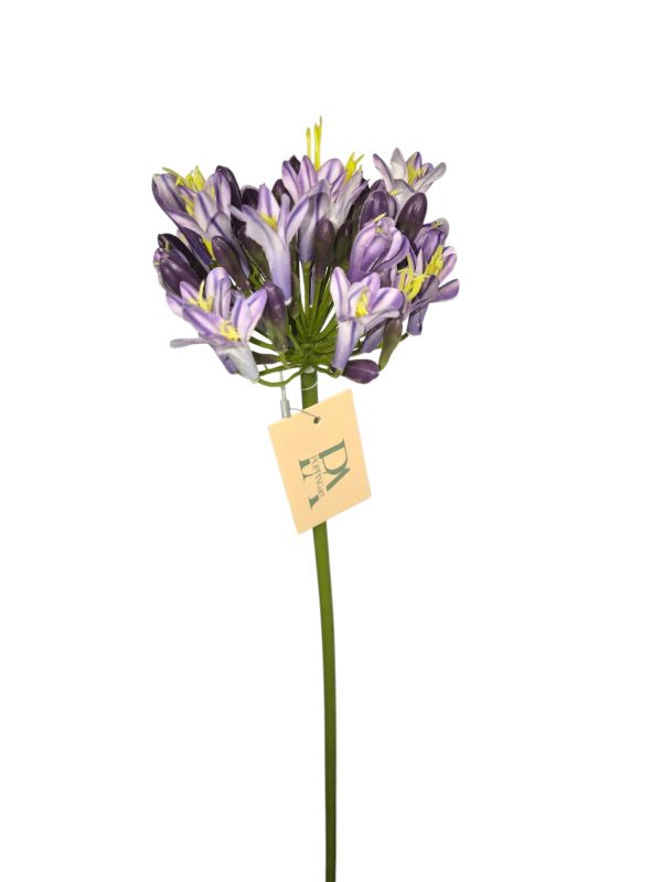 Agapanthus, dark purple, 68cm. (Leverbaar augstus)