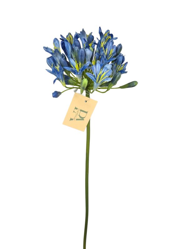 Agapanthus, dark blue, 68cm (Leverbaar augstus)