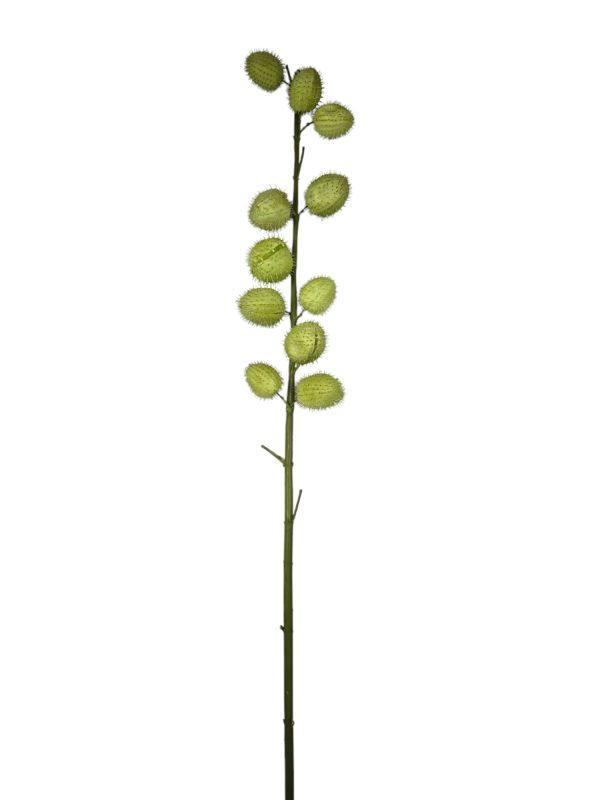 Asclepia mobidic, Green, 115cm (Leverbaar augstus)