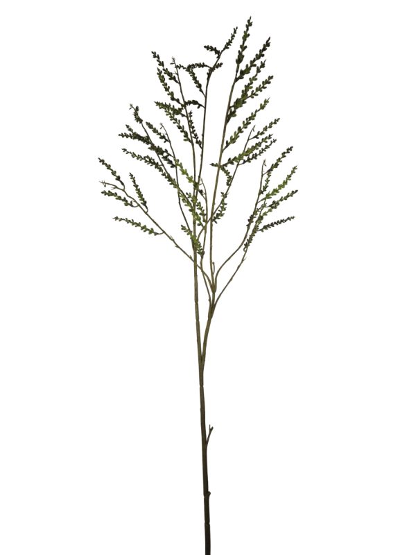 Stachyurus, Green, 130cm (Leverbaar augstus)