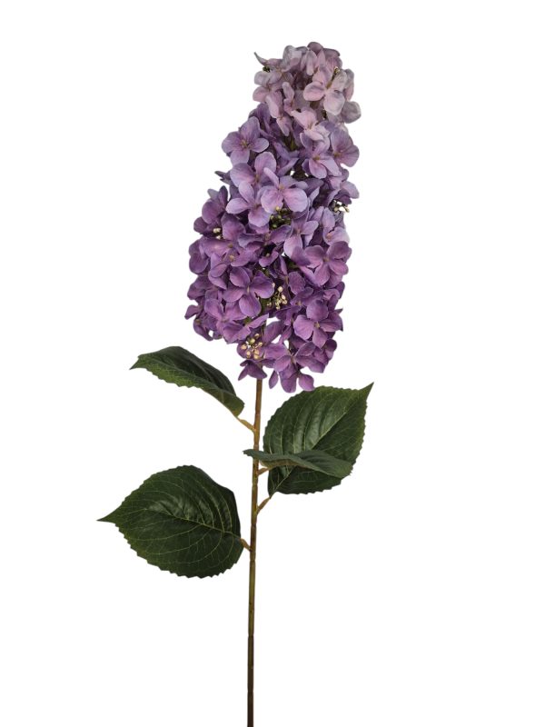 Hydrangea, pluim hortensia, Purple, 85cm