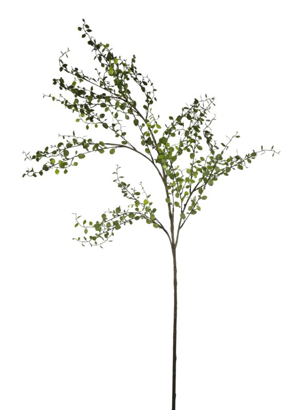 Muehlenbeckia, Green, 125cm. (Leverbaar augstus)
