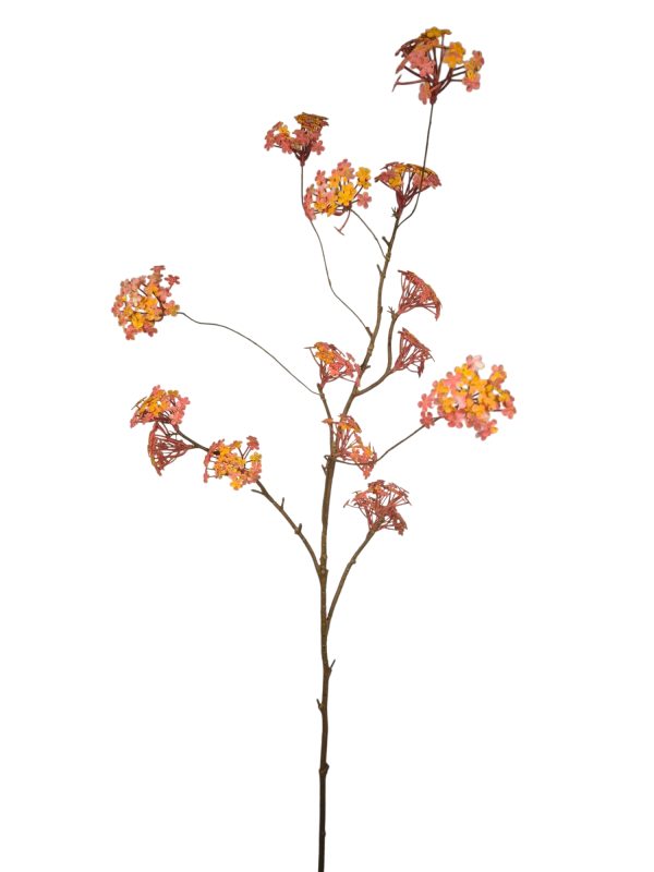 Spring  Viburnum, Orange fuchsia, 110cm (Leverbaar augstus)