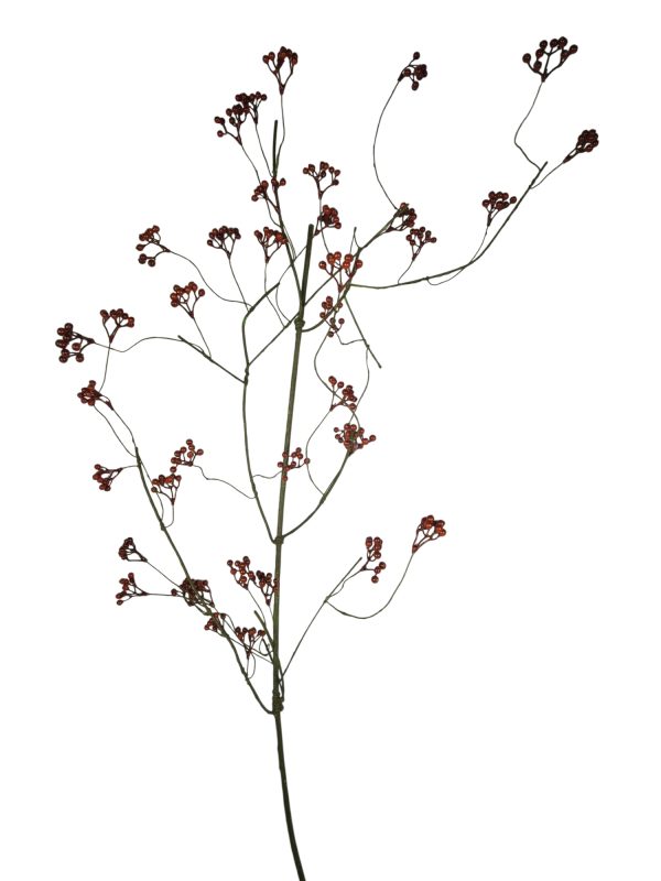 Rozenbottel xl, Red, 150cm (Leverbaar augstus)