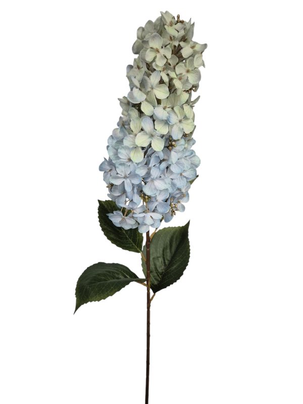 Hydrangea, pluim hortensia, Soft Bleu, 85cm