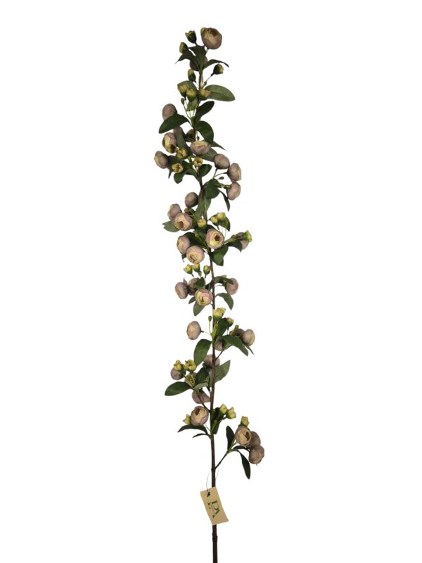 Ranonculus, Purple Green, 135cm (Leverbaar augstus)