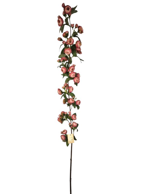 Ranonculus, Fuchsia, 135cm. (Leverbaar augstus)
