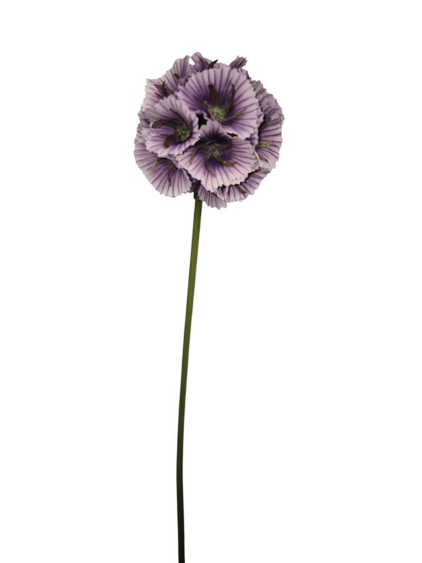Scabiosa, 60cm, Wired, Purple