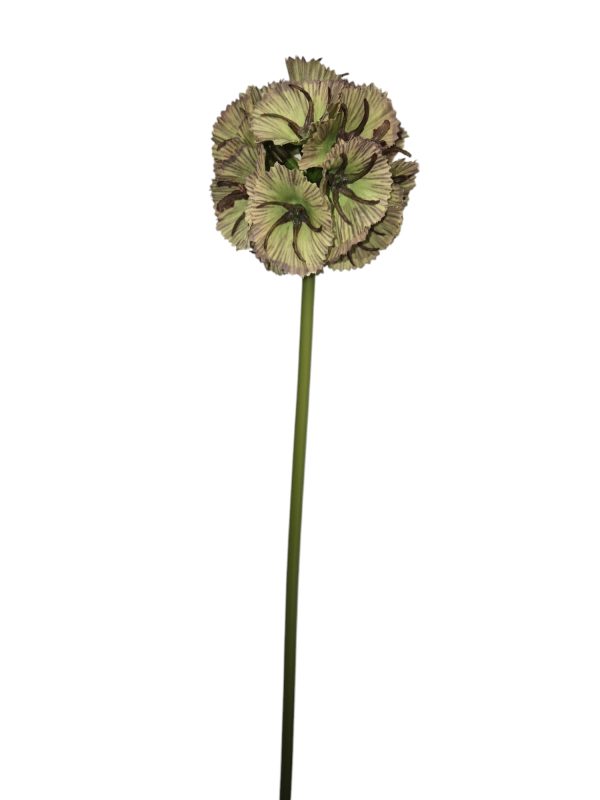 Scabiosa, 60cm, Wired, Green