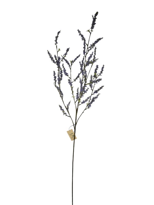Deutzia, Bruidsbloem, Purple, 110cm