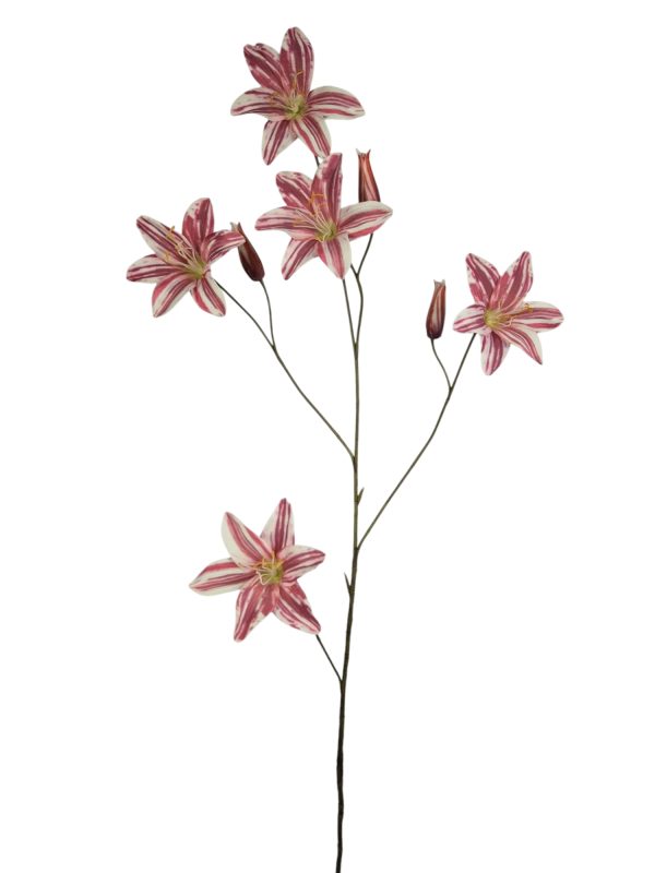 Tigerlily spray Colorado pink, 105cm (Leverbaar augstus)