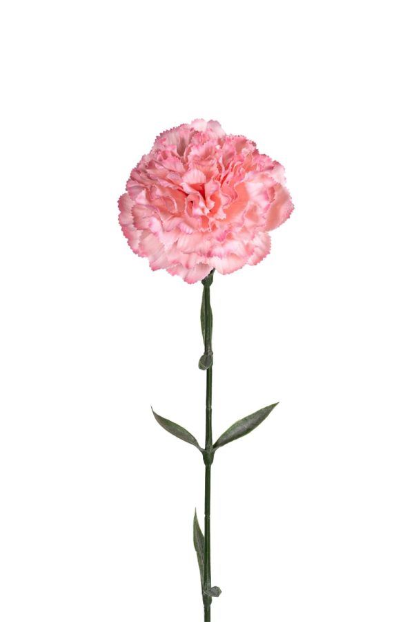 Anjer Roze