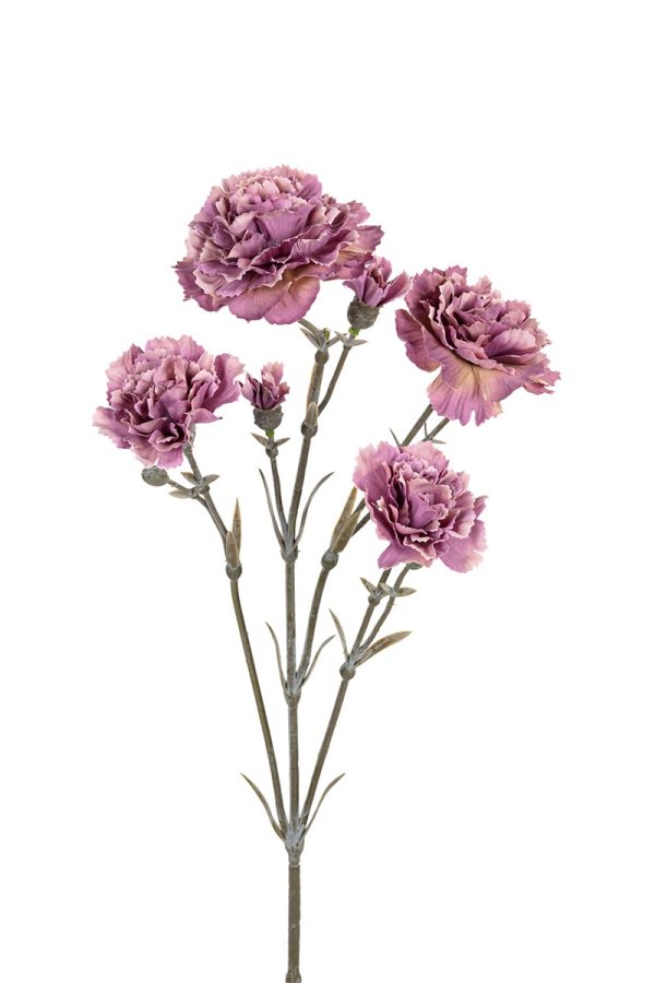 Dianthus, 60cm taupe