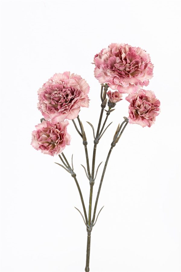 Dianthus, 60cm oud roze