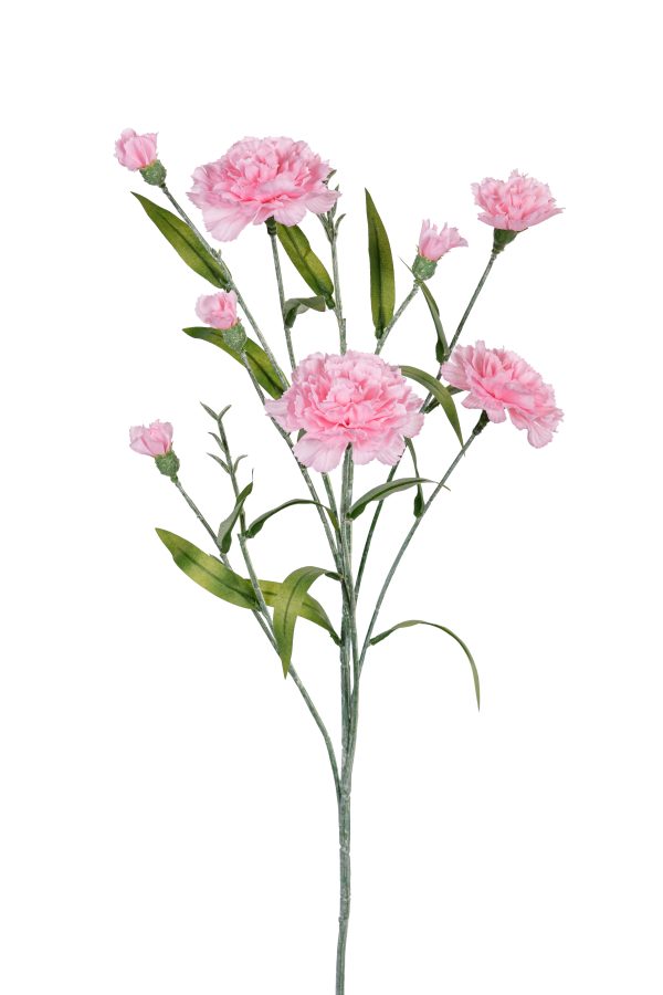 Dianthus, 70cm, roze.