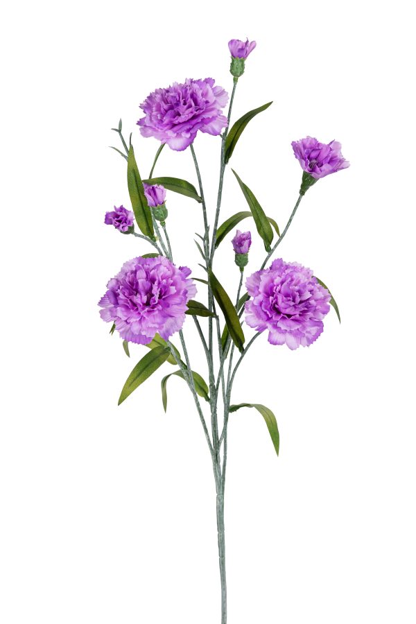Dianthus, 70cm, lila.