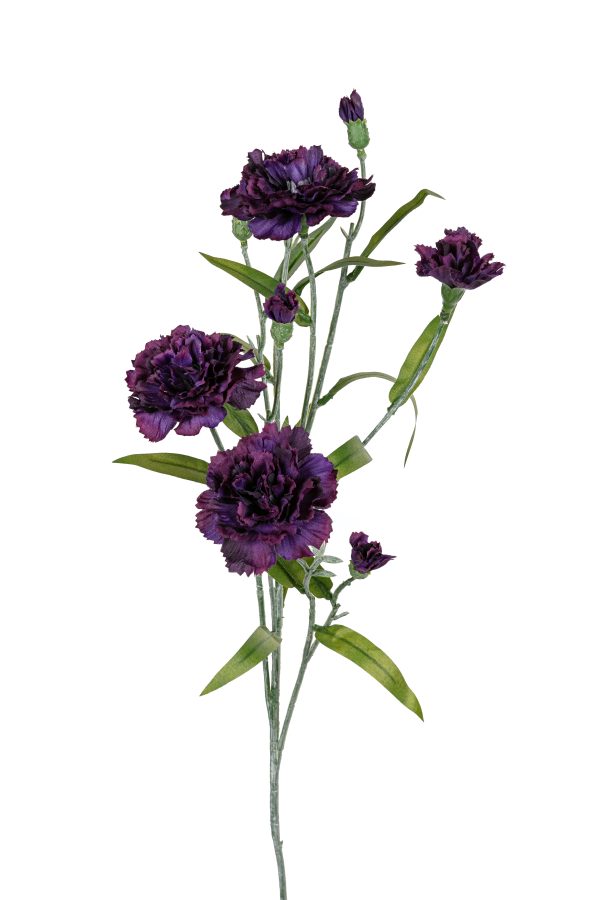 Dianthus, 70cm, paars.